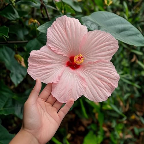 Pack of 10 Hibiscus moscheutos Seeds - Hardy Perennial with Large Rose, Pink, and Red Blooms - Huge Flowers (Rose Mallow) (Mixed)