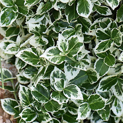 Euonymus fortunei Emerald Gaiety Hardy Evergreen Shrub for Outdoors, Ground Cover Plant with Variegated Foliage, 1 x Euonymus Emerald Gaiety (Spindle) Plant in a 9cm Pot by Thompson & Morgan
