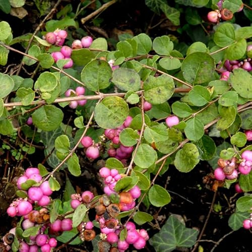 Schneebeere 'Amethyst' - Symphoricarpos doorenbosii 'Amethyst' - 50-60 cm Topf - Zierstrauch mit rosa Beeren
