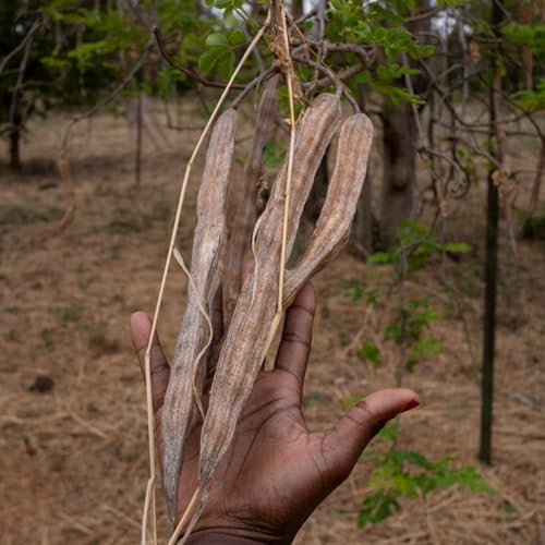 150 piezas semillas de moringa plantar semillas, cultivar semillas semillas de prado de flores, plantas resistentes Plantas perennes resistentes, plantas verdes. árboles resistentes