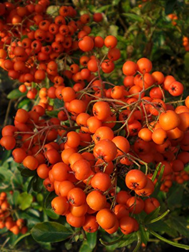 50 Pyracantha Orange Glow (Firethorn) Orange Berries, 2L Pot, 40-60cm (1-2 ft) in Height, Evergreen Hedging Thorny Shrubs Plants