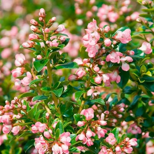 Escallonia 'Apple Blossom' in 9cm Pot - Pinky-White Flowering Hardy Evergreen Shrub (2 Plants)