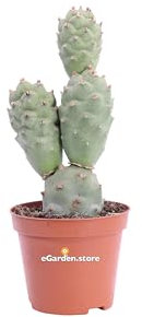 Pianta di Tephrocactus Articulatus Cactus Spina di Carta pianta vera pianta grassa pianta ornamentale di Tephrocactus pianta da arredo interno pianta da esterno venduta da eGarden.store