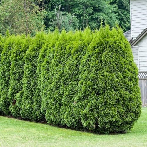 Plant Theory 9cm Pot Thuja Occidentalis Smaragd White Cedar Hedging