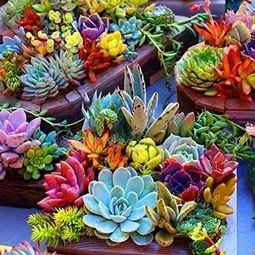 Haloppe 500 Unids Semillas de Plantas Suculentas para la Plantación de Jardín en el Hogar, Semillas de Bonsai Mezcla de Color Semillas de Plantas Suculentas Frescas para Balcón Semillas