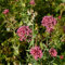 300 pcs echter baldrian samen - indoor kräutergarten, zimmerpflanzen samen baldrian pflanze kaufen - Valeriana officinalis - hochbeet kräuter, balkonpflanzen winterhart kräuterpflanzen,