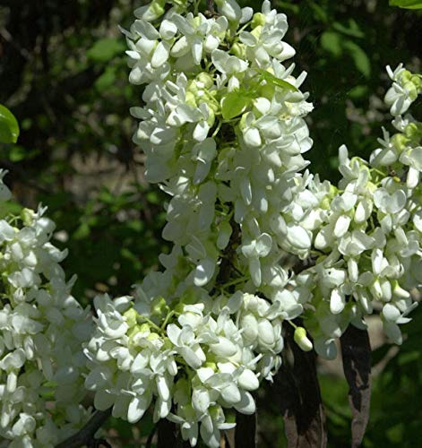 Kanadischer Judasbaum Shirobana 30-40cm - Cercis canadensis - lebende Gartenpflanze aus den Baumschulen