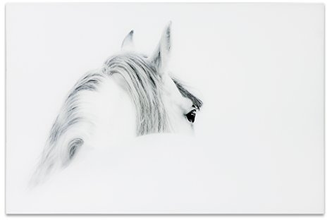 Empire Art Direct Blanco Mare Horse Frameless Free Floating Tempered Glass Panel Graphic Wall Art, 32 x 48 x 0.2, Ready to Hang White