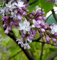 Edelflieder Boule Azuree - Kircher-Collection 40-60cm - Syringa vulgaris