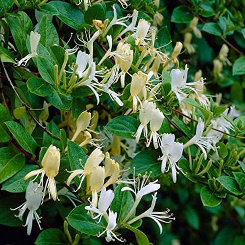 Lonicera Japonica 'Halliana' - Gelbbunte Geißschlinge Halliana 50-60 cm Pflanzcontainer