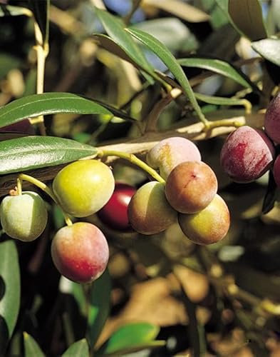 Pianta di Ulivo ARBEQUINA in vaso o fitocella - alt. 180-200cm