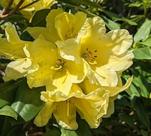 Giant Rhododendron Flower Seeds Yellow