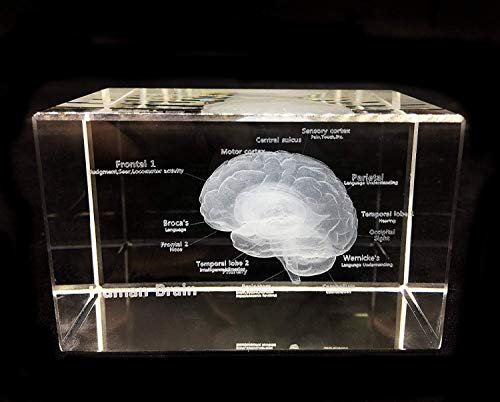 3D Human Brain Anatomisches Modell, Briefbeschwerer (Gelasertes) in Kristallglas Cube Science Gift (Nein inklusive LED Base) (3.1X2x2 Inch)