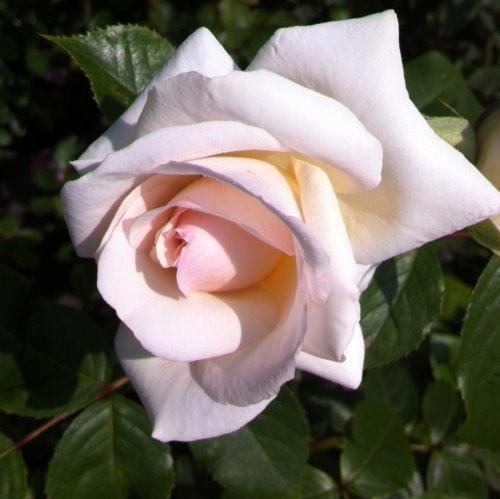 Nozze d' argento Hybrid Tea rose – radice nuda rose rosa – 25esimo anniversario di nozze d' argento