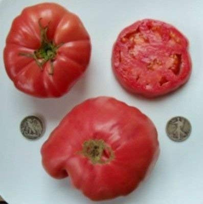 Las semillas de tomate garra de oso enorme bistec, 40 pcs