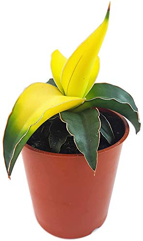 Fangblatt - Sansevieria 'Star Canary', leuchtend gelbe Zwergsorte des Bogenhanf - sehr schöne Sukkulente/Sanseverie - dekoratives Dickblatt - pflegeleichte Zimmerpflanze