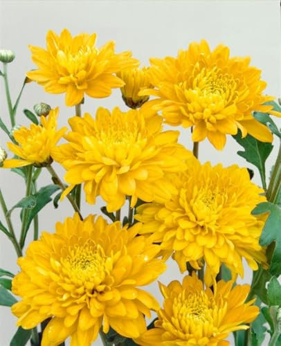 Chrysanthemum x hort. 'Bienchen' ca. 9x9 cm Topf - Chrysantheme, gelbe Blüten, Blütezeit Herbst, ideal für Beete und Kübel, pflegeleicht und bienenfreundlich