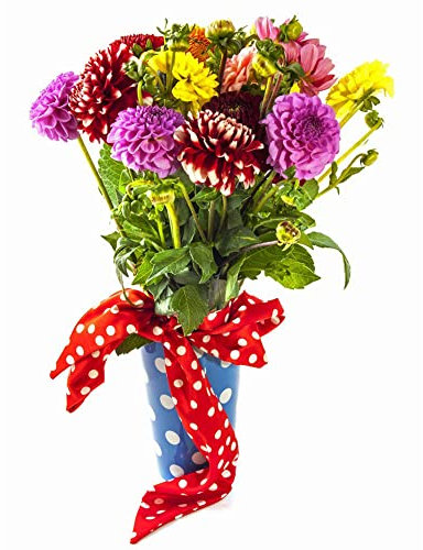 Dahlien Knollen Winterhart Mix Dahlia Dahlie - Seltene Pflanzen Zwiebeln Serie - Winterfeste Pflanzen FüR Balkon Blumen Pflanztopf Blumenzwiebeln MehrjäHrig Pflanze Garten 3Stück