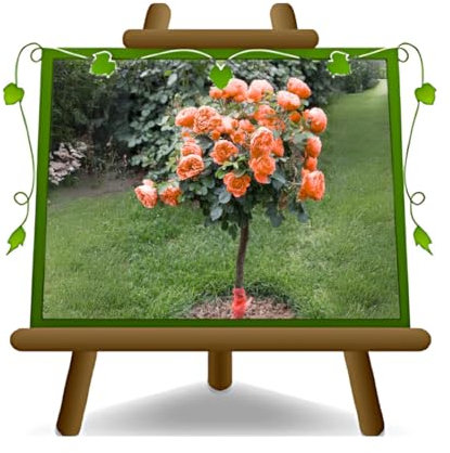 EURO PLANTS VIVAI Rose Arbre Orange Grandes Fleurs - Hauteur 120-140 cm sur Vase de 26 cm