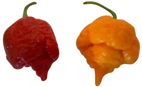 Die 4 schärfsten Chilis der Welt ***Moruga Gelb+Moruga Rot+Reaper Rot+Reaper Gelb***