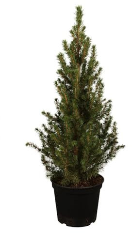 Picea glauca 'Conica' 40-50 cm – Winterhart, Immergrün, Pflegeleicht – Zuckerhutfichte – Kübelpflanze für Terrasse & Eingang