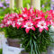 Lilien Knollen, Duftend, Bepflanzung des Hausgartens, Gefüllte Blüten, Beste Sorte, Mix Winterhart Lilium, Lilium Zwiebeln, MehrjäHrig Winterhart Duft Lilien, 4zwiebeln-C