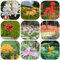 Bulbi di giglio ragno - bulbi di fiori perenni resistenti piante in vaso - Serie Piante Rare - esotiche fiori bonsai estivi pianta in vaso giglio ragno da interno Bulbi Lycoris 11pcs