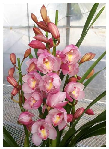 Bulbos de Cymbidium: Resistente, Elegante, Adaptable, Perenne, Natural-5 Bulbos