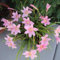 Lirio De La Lluvia, Planta De Bulbo,Hermosa, Fragante De FloracióN Nocturna, OrquíDea,Planta Perenne,Flor De Bulbo, BalcóN, Patio, Resistente-3bulbos-A