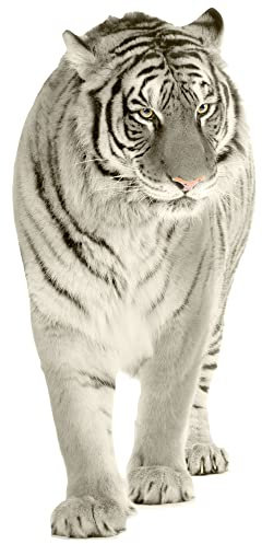 GRAZDesign Wandtattoo Tiger laufend | Wandaufkleber Afrika | Wandsticker Deko Aufkleber 3d - 109x50cm