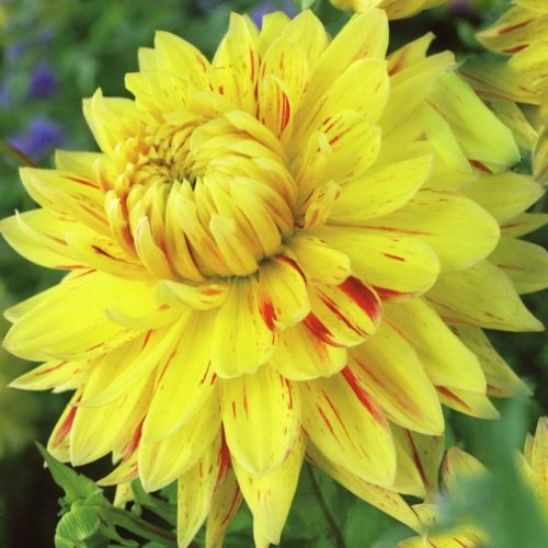Dahlia Bulb/Tuber Dinner Plate 'Cambridge' WPC.Prins Summer Bulbs