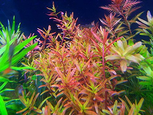 AquaPlants Rotala sp. H'Ra (Gia Lai) / Rotala rotundifolia H'Ra (Gia Lai) - 1 Bund