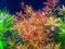 AquaPlants Rotala sp. H'Ra (Gia Lai) / Rotala rotundifolia H'Ra (Gia Lai) - 1 Bund