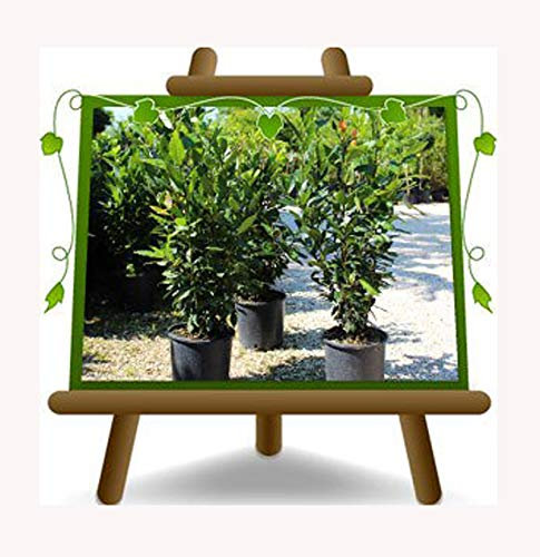 Planta de laurel Nobilis Lorbeer – Planta de setos sobre maceta 18 – Tamaño máximo 110 cm