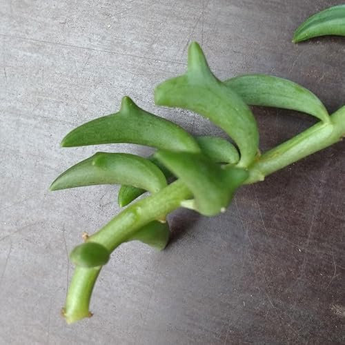 SUNNYPLANTS - Esquejes Senecio Peregrinus, Cuello De Delfín, Plantas Senecio, Esquejes Senecio, Suculentas, Semillas Suculentas, Esquejes Suculentas, Plantas Suculentas