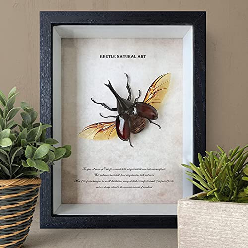 FTYYSWL Insecte taxidermie monté sous verre dans un cadre en bois noir fait à la main, environ 6 à 7 cm de long, fabriqué à partir de véritables insectes