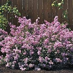 Wildflieder 'Josée' - Syringa 'Josee' - 40-60 cm Topf - Rosa Blütenrispen und duftend