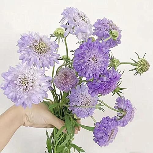 Scabiosa atropurpurea witwenblume samen - Seltene Pflanzen serie - dachbegrünung stauden bienen geschenk pflanzenkübel pflanzen seed balkon beet bonsai bienenweide saatgut mehrjährig 600Stück
