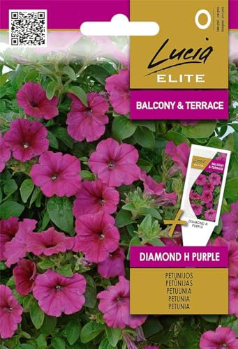 Lucia Elite | Semi di petunie (Surfinias) Diamond H viola | Semi di fiori | Semi di petunia | Semi da giardino | Pianta annuale, ricadente, dai fiori rigogliosi | 1 confezione