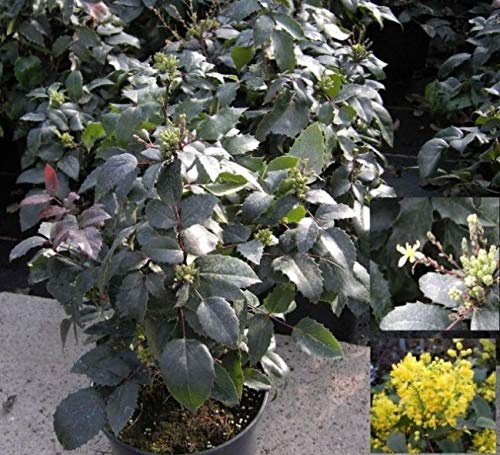 Mahonia aquifolium Apollo - Zwerg-Mahonie Apollo -
