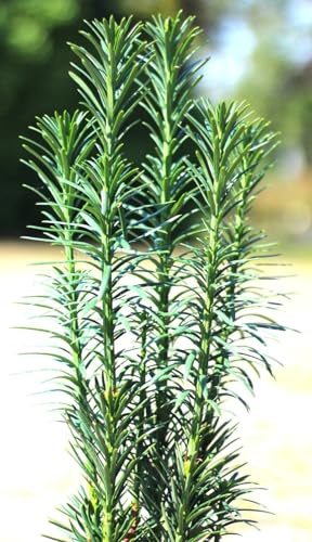 Säuleneibe Eibe Taxus Fastigiata 'Robusta' 80-90 cm winterhart Freilandaufzucht
