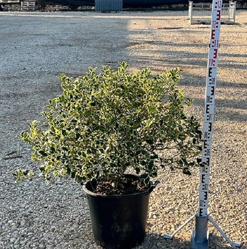 Pianta Agrifoglio Variegato - Ilex Aquifolium