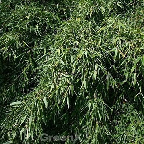 Gartenbambus Silver Bird® 125-150cm - Fargesia murielae - lebende Gartenpflanze aus den Baumschulen