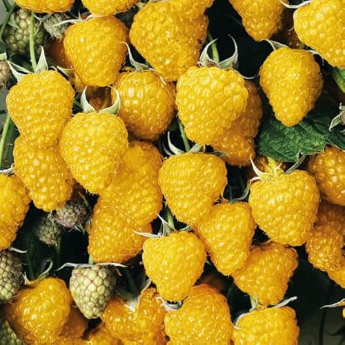 Gelbe Himbeere Golden Queen 2L Garten Pflanze mit Schönen Blüten - Die Perfekte Dekoration für Ihr Grundstück - Für Anfänger und Professionelle Gärtner - Leckeres und Gesundes Obst