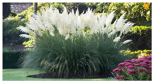 1 x Cortaderia selloana 'Sunningdale Silver‘ im 1 Liter Topf (Ziergras/Gräser/Winterhart/Mehrjährig/Immergrün) Weißes Pampasgras - Silberne Pracht für majestätische Gärten - von Stauden Gänge