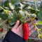 300 piezas semillas de fresa para plantar, semillas de fresa plantas balcón, jardín interior semillas de fresa - Fragaria ananassa - árboles frutales columnares, jardín plantas raras,