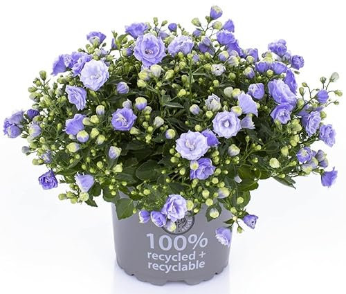 POWERS TO FLOWERS - CAMPANULA FIORE DOPPIO BLU, pianta vera