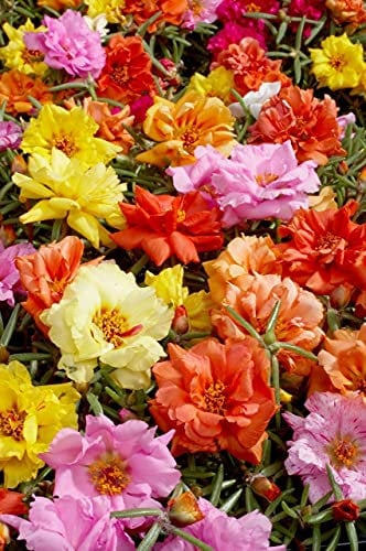 Moss Rose Double Mixed Flower Seeds, Portulaca Grandiflora, Beautiful Multi-Coloured Flower for Home Garden Seeds ing Seeds, Pack of 4.000 Seeds by Heavy Torch