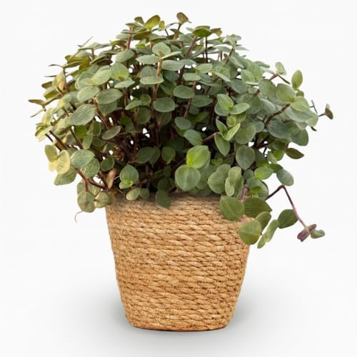 Calissia Repens Zimmerpflanze mit Korb Topf Ø12cm Höhe 17-20cm Haustierfreundliche Grünpflanze pflegeleicht für Wohnzimmer Büro Schlafzimmer
