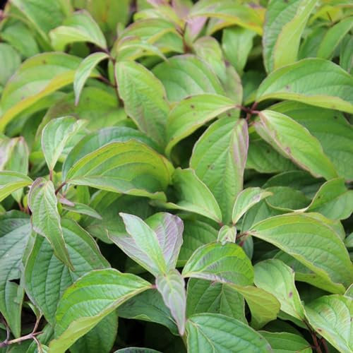 24 x Hartriegel 'Kelseys Dwarf' - Cornus sericea 'Kelseyi' Topf 9x9cm, für 3m² : Ein Blick auf die Schönheit des Kelsey-Hartriegels